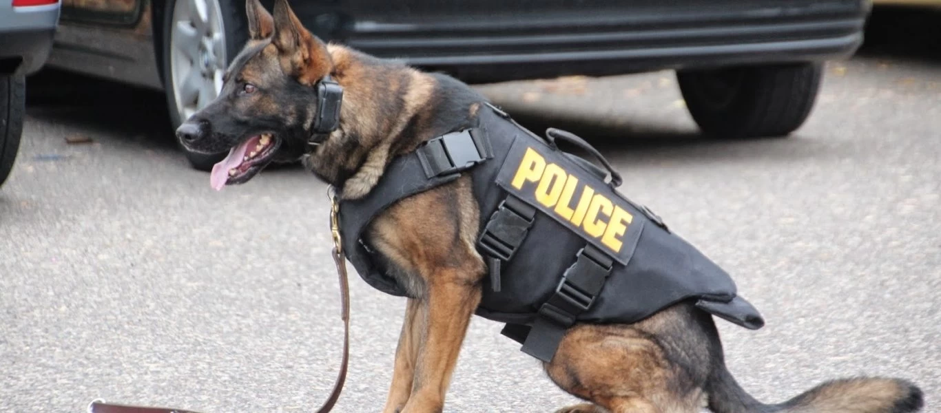 Χαλκιδική: Ο «Ακύλας» «μυρίστηκε» φυτείες οπιούχου παπαρούνας και κάνναβης